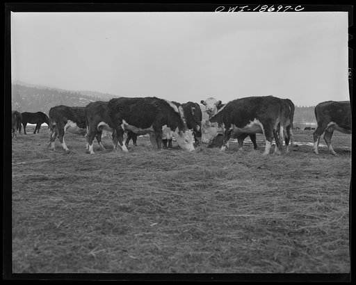 Moreno Valley, Colfax County, New Mexico. Cattle winter feeding