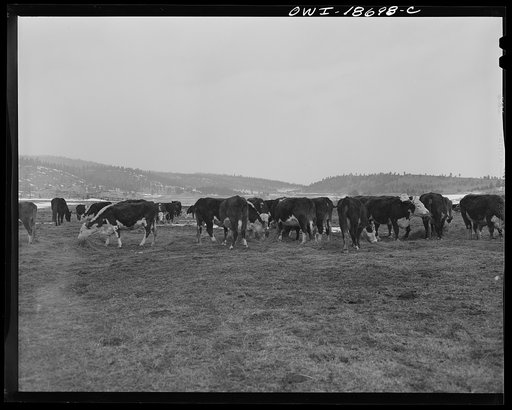 Untitled photo, possibly related to: Moreno Valley, Colfax County, New Mexico. Cattle winter feeding