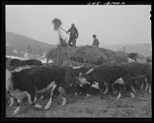 Moreno Valley, Colfax County, New Mexico. Cattle winter feeding on George Mutz's ranch