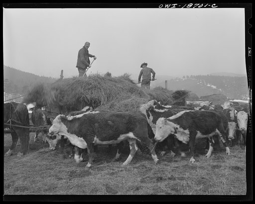 Moreno Valley, Colfax County, New Mexico. Cattle winter feeding on George Mutz's ranch