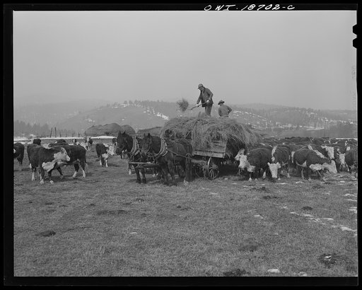 Untitled photo, possibly related to: Moreno Valley, Colfax County, New Mexico. Cattle winter feeding on George Mutz's ranch