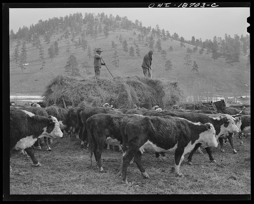 Untitled photo, possibly related to: Moreno Valley, Colfax County, New Mexico. Cattle winter feeding on George Mutz's ranch