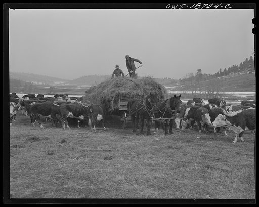 Moreno Valley, Colfax County, New Mexico. Winter feeding on George Mutz's ranch