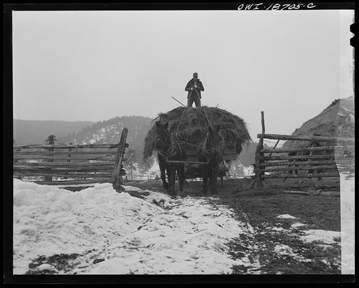 Moreno Valley, Colfax County, New Mexico. Cattle winter feeding on George Mutz's ranch