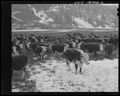 Moreno Valley, Colfax County, New Mexico. Cattle winter feeding on George Mutz's ranch