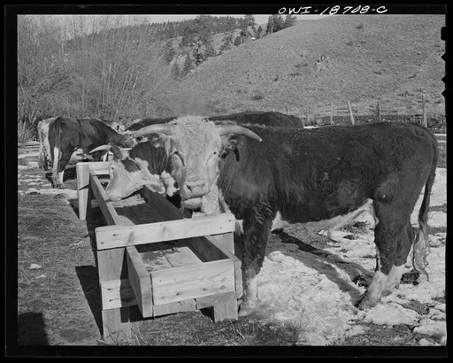Untitled photo, possibly related to: Moreno Valley, Colfax County, New Mexico. Stock on the Mutz ranch