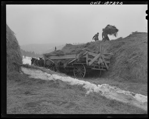 Untitled photo, possibly related to: Moreno Valley, Colfax County, New Mexico. Winter feeding on the Mutz ranch