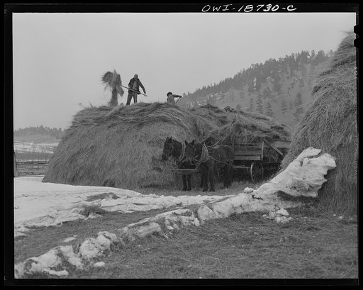 Moreno Valley, Colfax County, New Mexico. Winter feeding on the Mutz ranch
