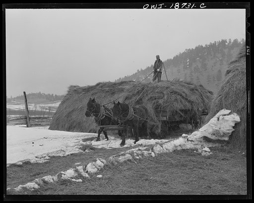 Untitled photo, possibly related to: Moreno Valley, Colfax County, New Mexico. Winter feeding on the Mutz ranch