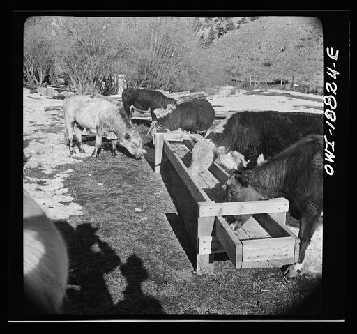 Untitled photo, possibly related to: Moreno Valley, Colfax County, New Mexico. Cattle in a corral