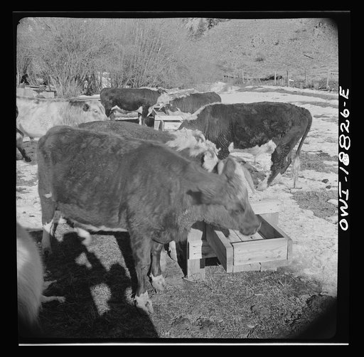 Untitled photo, possibly related to: Moreno Valley, Colfax County, New Mexico. Cattle in a corral
