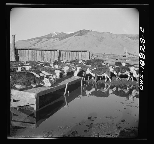 Moreno Valley, Colfax County, New Mexico. Cattle in a corral