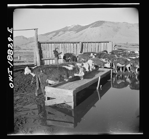 Untitled photo, possibly related to: Moreno Valley, Colfax County, New Mexico. Cattle in a corral