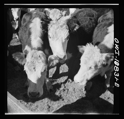 Untitled photo, possibly related to: Moreno Valley, Colfax County, New Mexico. Cattle in a corral