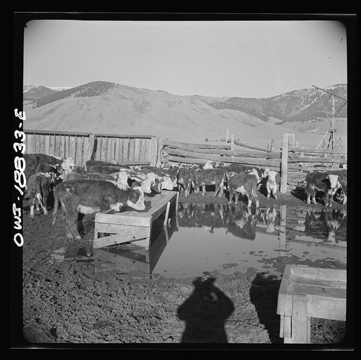 Untitled photo, possibly related to: Moreno Valley, Colfax County, New Mexico. Cattle in a corral