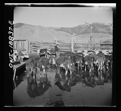 Untitled photo, possibly related to: Moreno Valley, Colfax County, New Mexico. Cattle in a corral