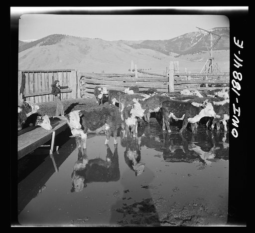 Untitled photo, possibly related to: Moreno Valley, Colfax County, New Mexico. Cattle in a corral