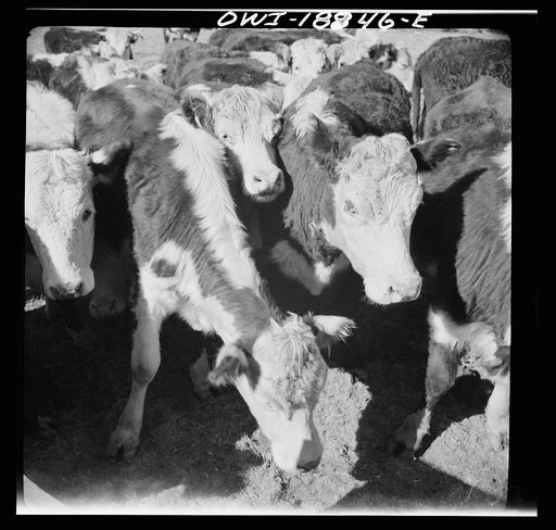 Untitled photo, possibly related to: Moreno Valley, Colfax County, New Mexico. Cattle in a corral