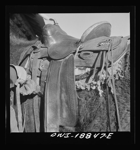Moreno Valley, Colfax County, New Mexico. William Heck tightening the cinch on a Mexican saddle