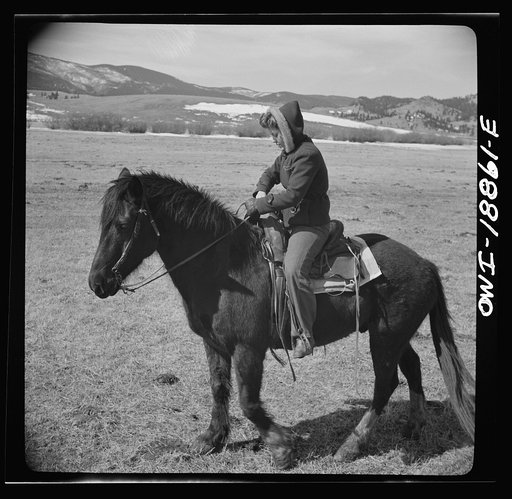 Moreno Valley, Colfax County, New Mexico. George Mutz's daughter holding cattle on the winter range for feeding