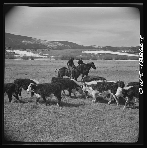 Moreno Valley, Colfax County, New Mexico. George Mutz's daughter holding cattle on the winter range for feeding