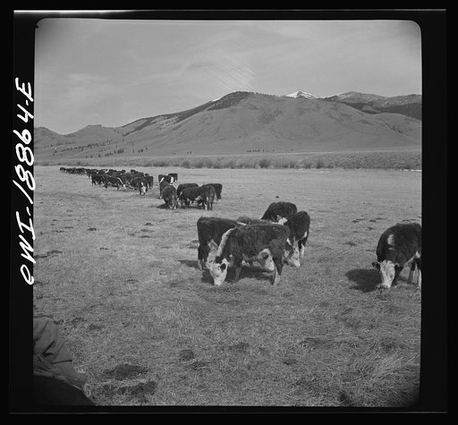 Untitled photo, possibly related to: Moreno Valley, Colfax County, New Mexico. George Mutz's daughter holding cattle on the winter range for feeding