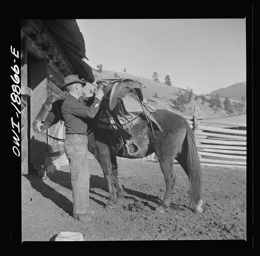 Moreno Valley, Colfax County, New Mexico. William Heck "saddling up" his horse