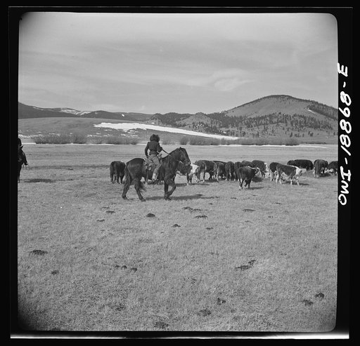 Untitled photo, possibly related to: Moreno Valley, Colfax County, New Mexico. George Mutz's daughter holding cattle on the winter range for feeding