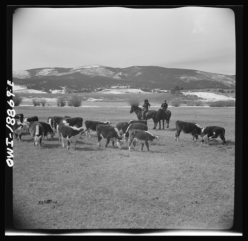 Untitled photo, possibly related to: Moreno Valley, Colfax County, New Mexico. George Mutz's daughters holding stock on the winter range for feeding