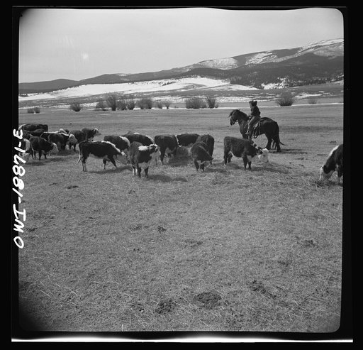 Untitled photo, possibly related to: Moreno Valley, Colfax County, New Mexico. George Mutz's daughters holding stock on the winter range for feeding