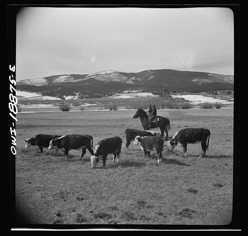 Untitled photo, possibly related to: Moreno Valley, Colfax County, New Mexico. George Mutz's daughters holding stock on the winter range for feeding