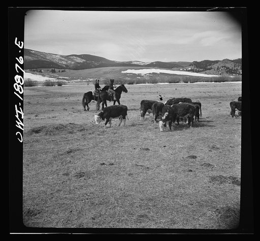 Moreno Valley, Colfax County, New Mexico. George Mutz's daughters holding stock on the winter range for feeding