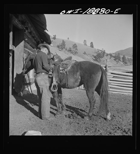 Moreno Valley, Colfax County, New Mexico. William Heck "saddling up" his horse