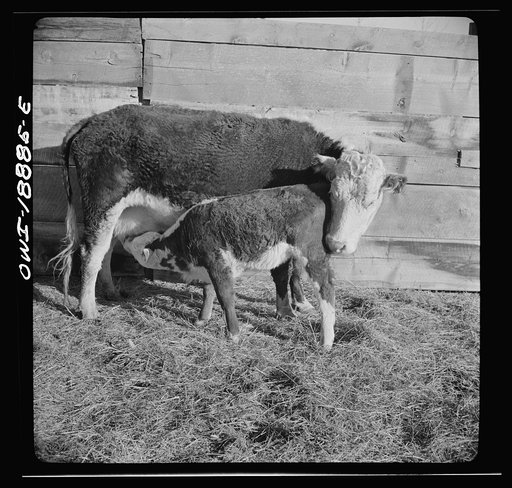 Moreno Valley, Colfax County, New Mexico. Cow and calf on George Mutz's ranch