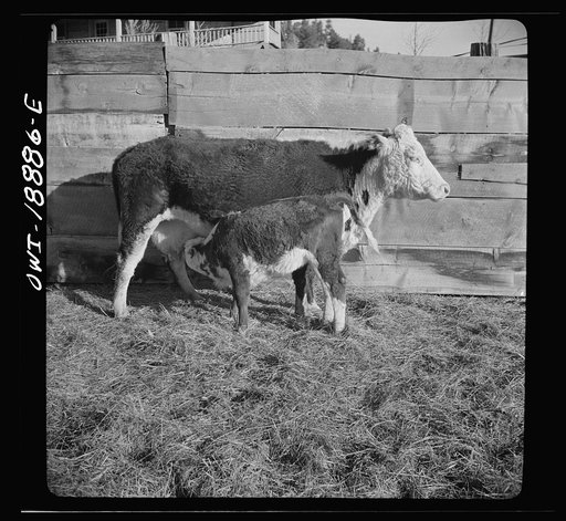 Untitled photo, possibly related to: Moreno Valley, Colfax County, New Mexico. Cow and calf on George Mutz's ranch