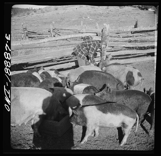 Untitled photo, possibly related to: Moreno Valley, Colfax County, New Mexico. Boy feeding hogs on George Mutz's farm