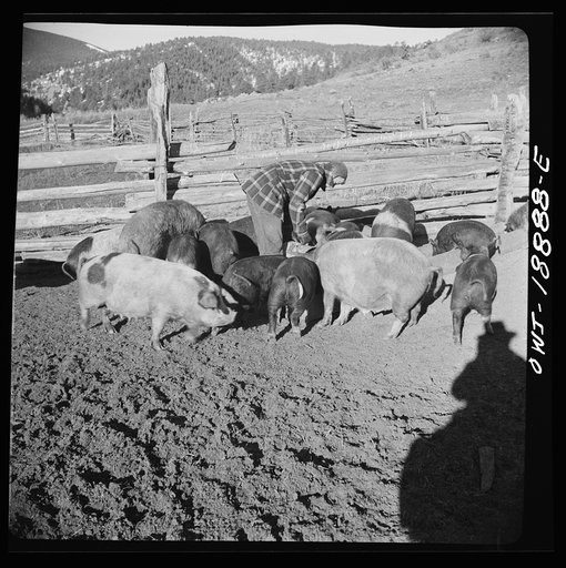 Moreno Valley, Colfax County, New Mexico. Boy feeding hogs on George Mutz's farm