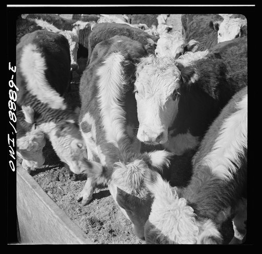 Untitled photo, possibly related to: Moreno Valley, Colfax County, New Mexico. Stock on George Mutz's ranch