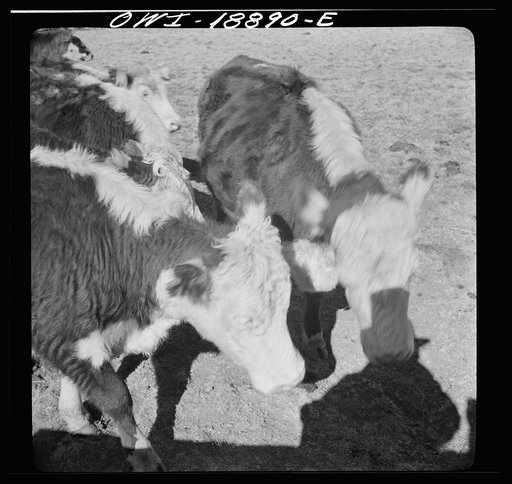 Untitled photo, possibly related to: Moreno Valley, Colfax County, New Mexico. Stock on George Mutz's ranch