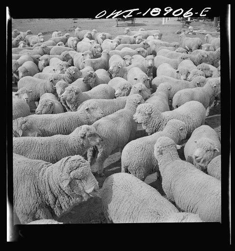 Los Cordovas (vicinity), west of Taos, Taos County, New Mexico. Sheep on a Spanish-American ranch