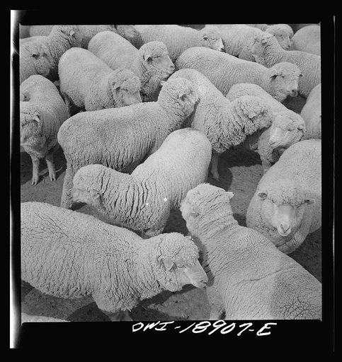 Los Cordovas (vicinity), west of Taos, Taos County, New Mexico. Sheep on a Spanish-American ranch