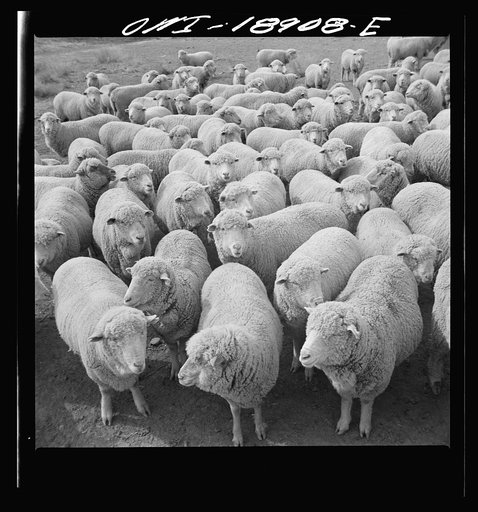 Untitled photo, possibly related to: Los Cordovas (vicinity), west of Taos, Taos County, New Mexico. Sheep on a Spanish-American ranch
