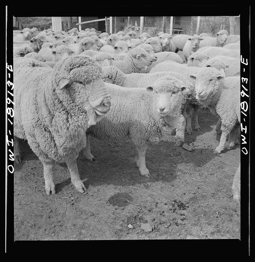 Untitled photo, possibly related to: Los Cordovas (vicinity), west of Taos, Taos County, New Mexico. Sheep on a Spanish-American ranch
