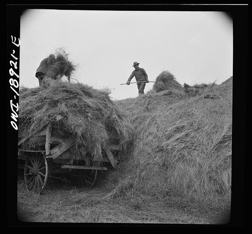 Moreno Valley, Colfax County, New Mexico. Pitching hay into a hay rack for winter feeding on George Mutz's ranch