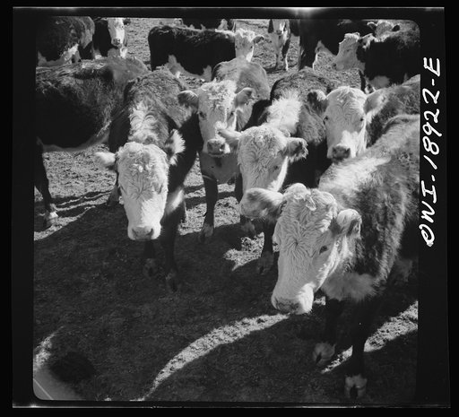 Untitled photo, possibly related to: Moreno Valley, Colfax County, New Mexico. Stock on George Mutz's ranch