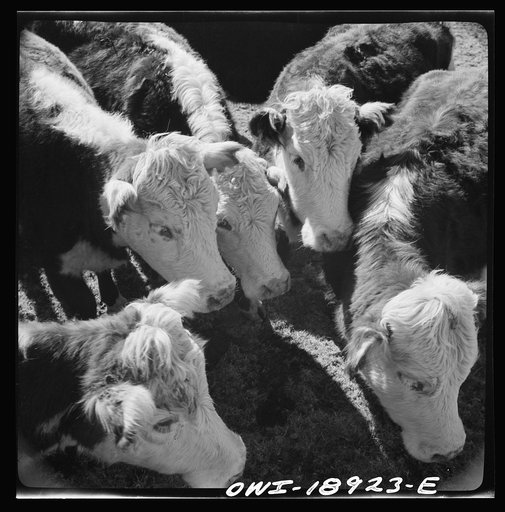 Moreno Valley, Colfax County, New Mexico. Stock on George Mutz's ranch