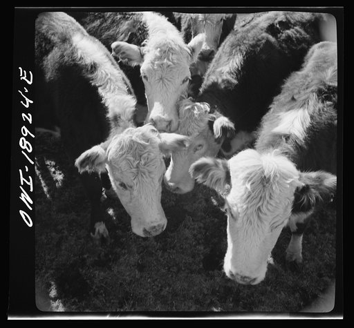 Untitled photo, possibly related to: Moreno Valley, Colfax County, New Mexico. Stock on George Mutz's ranch