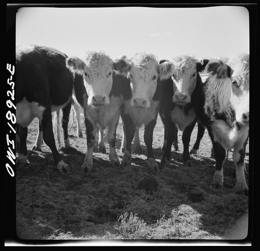 Moreno Valley, Colfax County, New Mexico. Stock on George Mutz's ranch