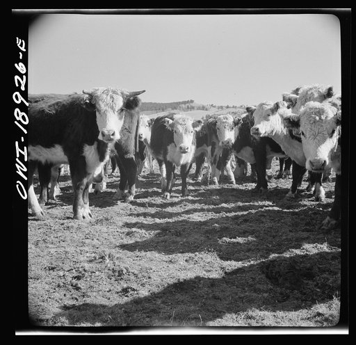 Moreno Valley, Colfax County, New Mexico. Stock on the Mutz ranch