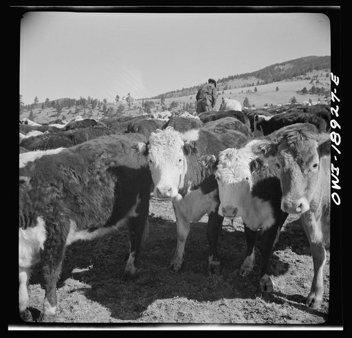 Untitled photo, possibly related to: Moreno Valley, Colfax County, New Mexico. Stock on the Mutz ranch